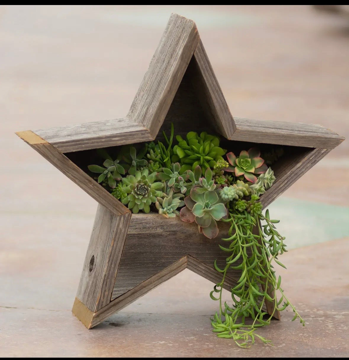 Rustic Star Planter